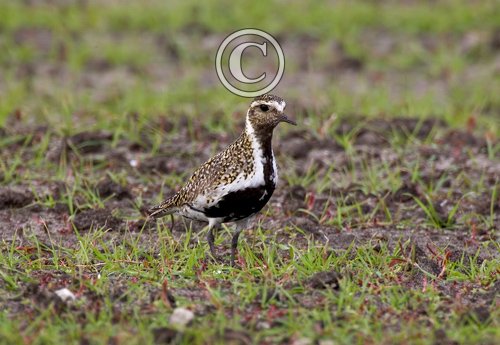 Golden Plover DM1076